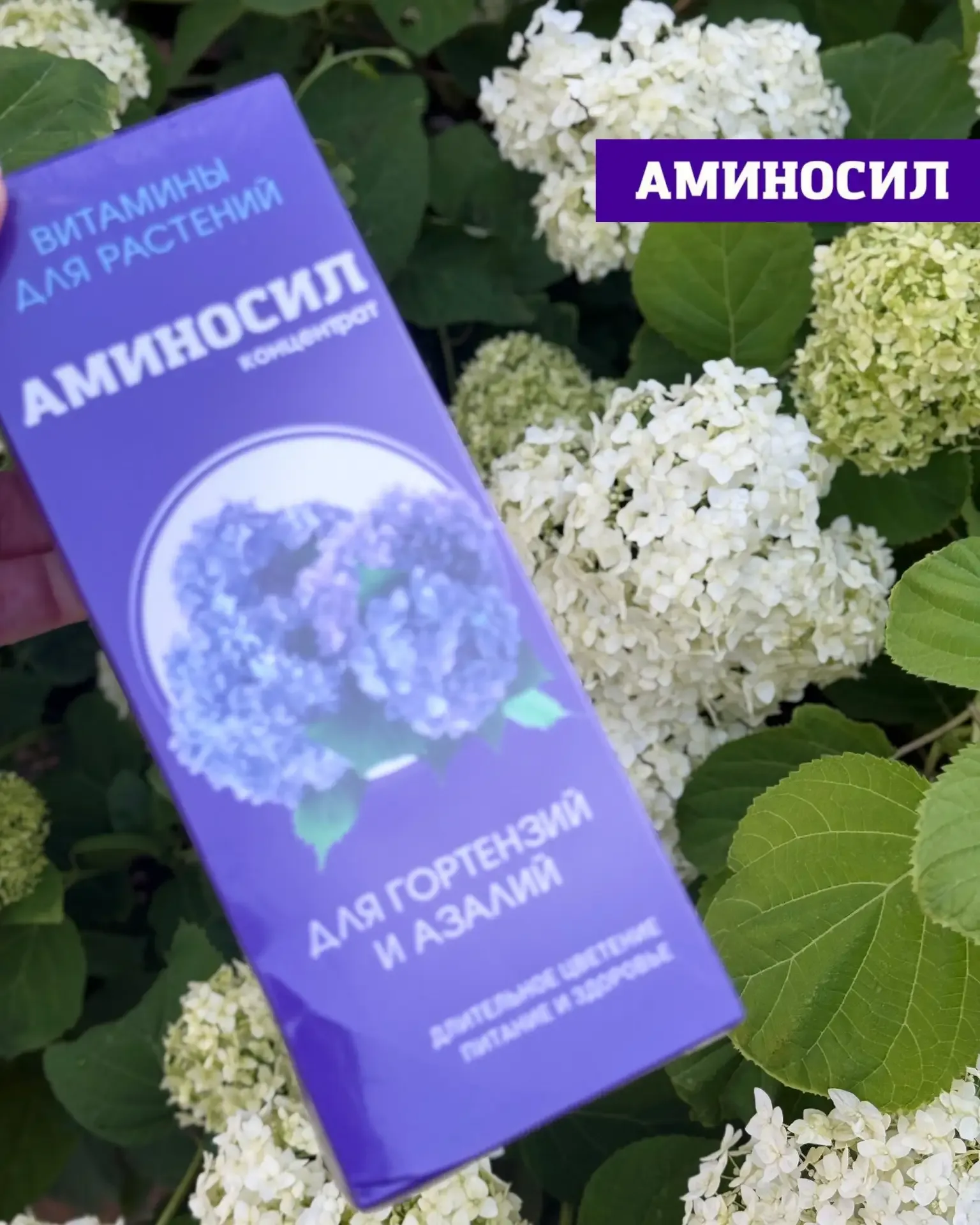 Хотите, чтобы сад выглядел как с обложки журнала? 🌸🌹  Пышное цветение роз, гортензий и петуний — это