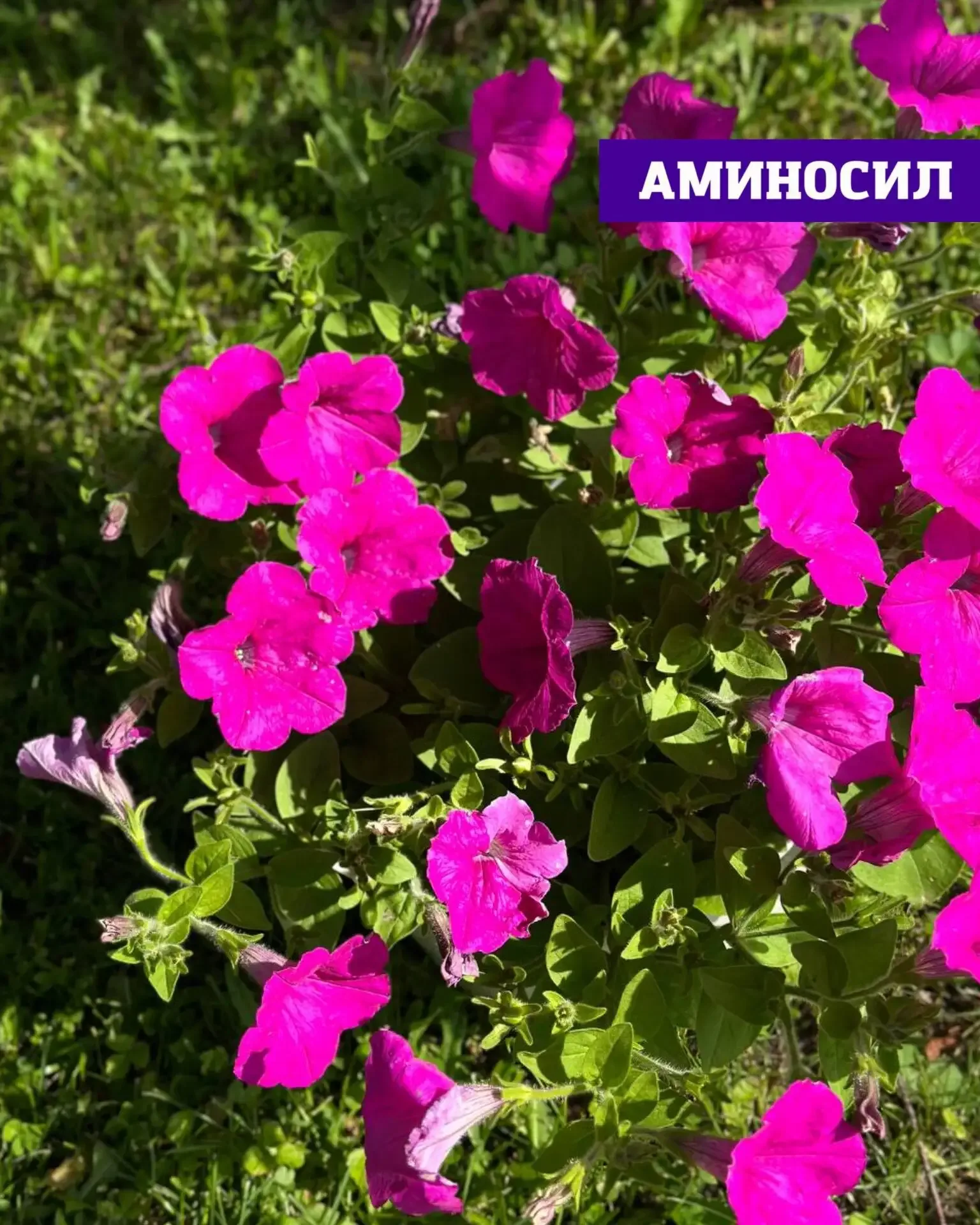Хотите, чтобы сад выглядел как с обложки журнала? 🌸🌹  Пышное цветение роз, гортензий и петуний — это