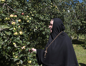 Нам есть чему поучиться у пчел!