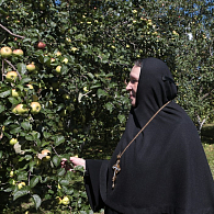 Нам есть чему поучиться у пчел!