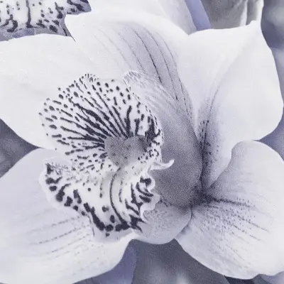 Обои SP71836-46 Палитра Orchidea — фото 5