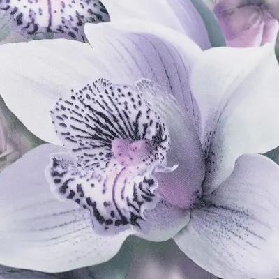 Обои SP71836-65 Палитра Orchidea — фото 5