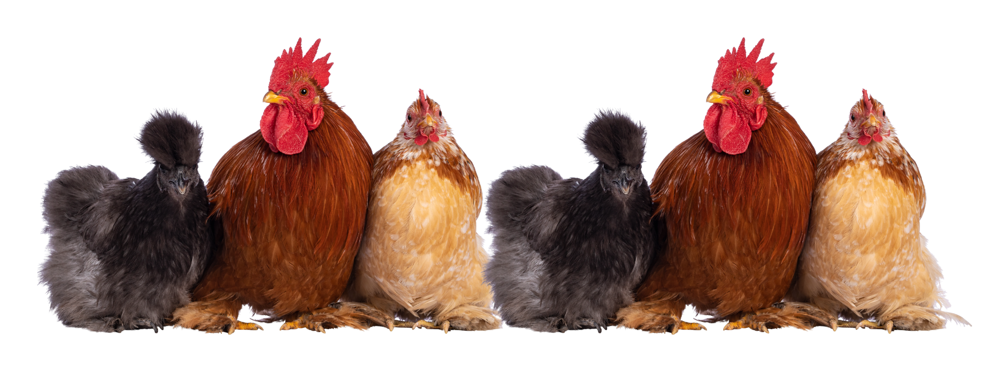 Дизайн без названия (2).png