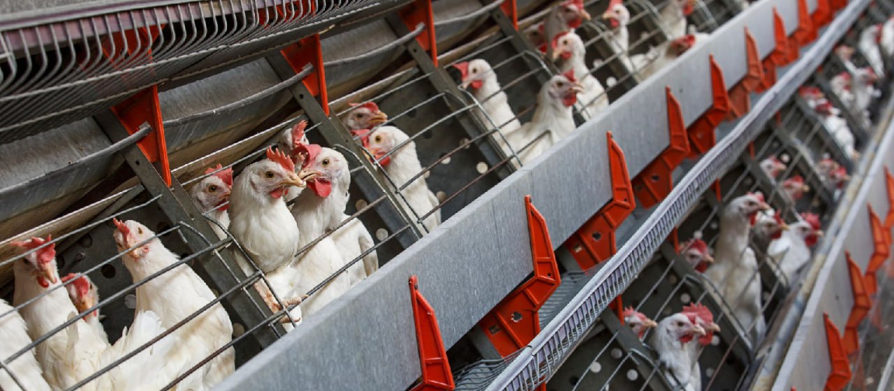 Проектирование систем вентиляции на птицеводческих предприятиях