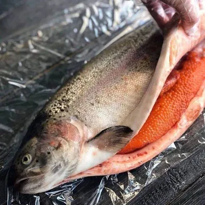 Форель охлаждённая НЕпотрошеная, икорность ~80%, 2.8-3.9 кг