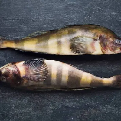 Терпуг Курильский н/р