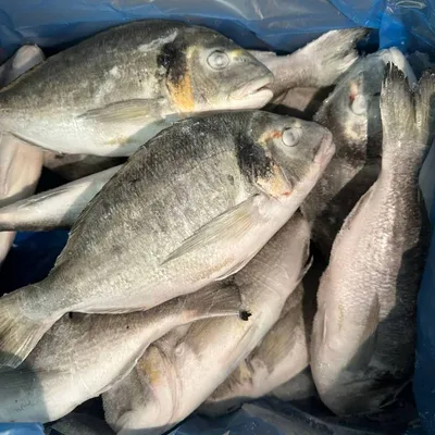 Дорадо н/р с/м, 0,4-0,6 кг