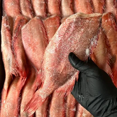 Окунь морской ПБГ, 300-500 г