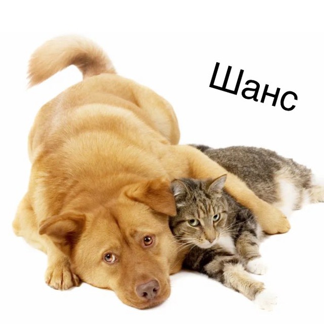 Срочники 🐶🐱
