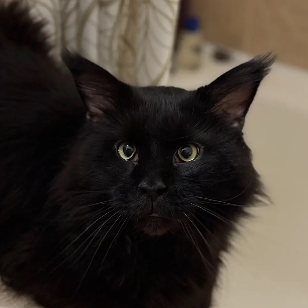 КОТЯ🐈‍⬛