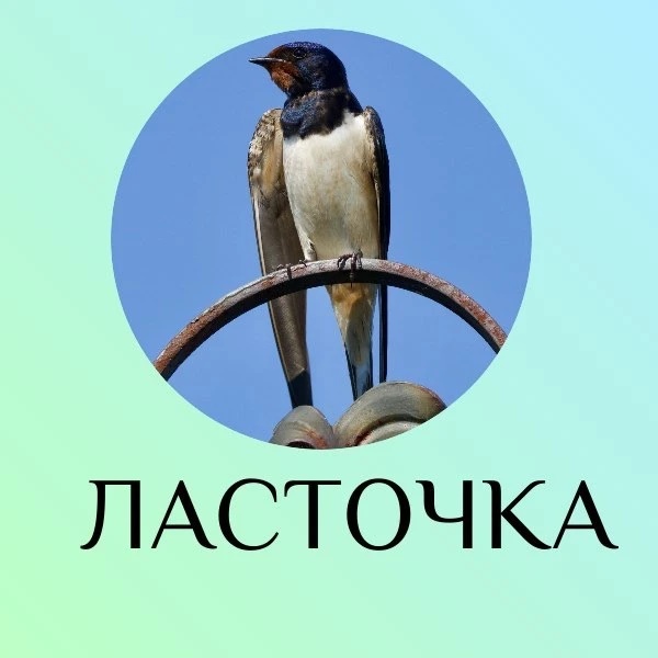 Ласточка+