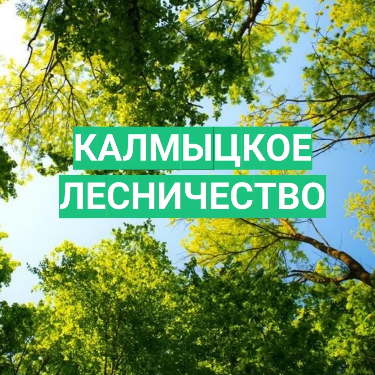КУ РК «Калмыцкое лесничество»