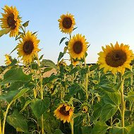 Переезд на юг. Ольга и Роман🌻