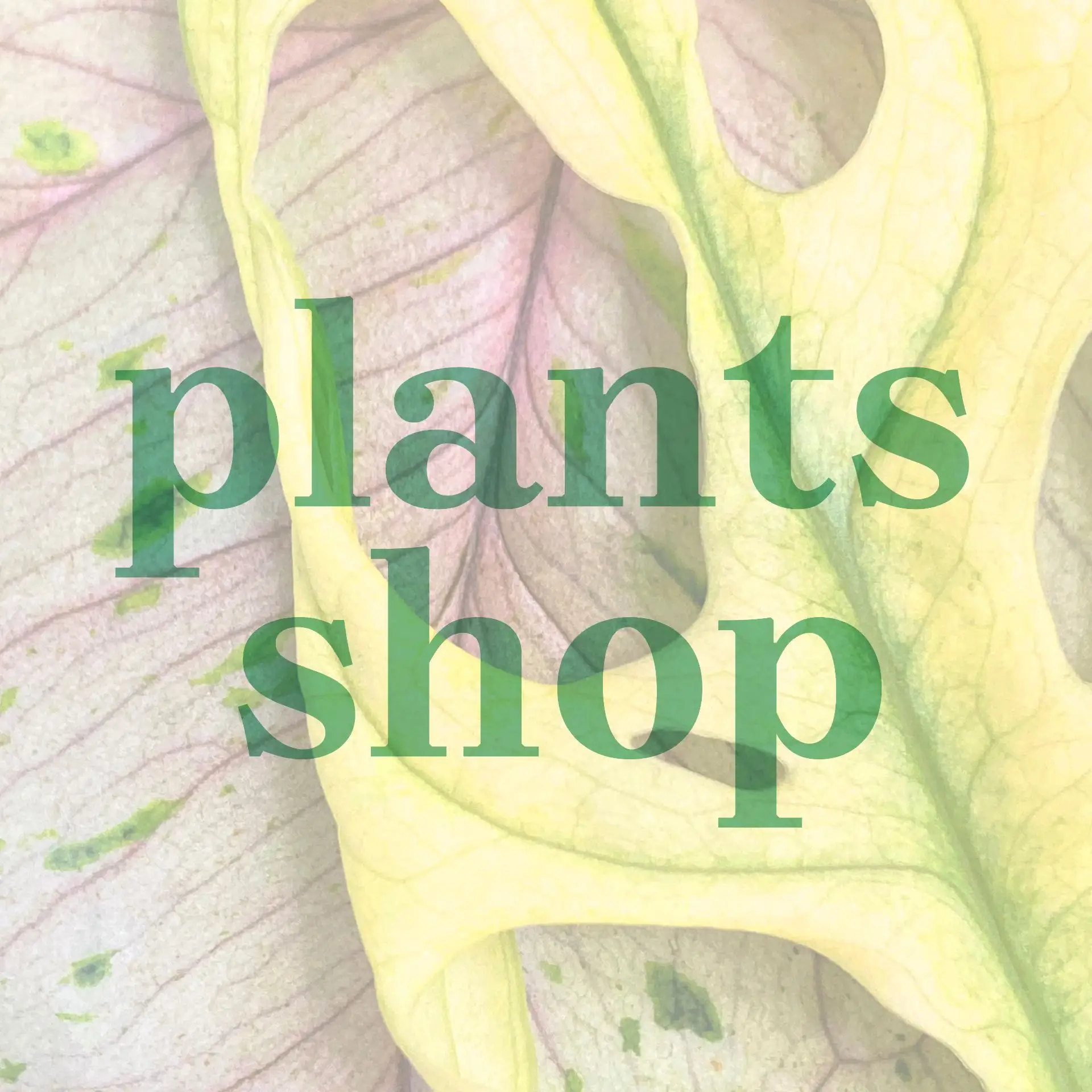 Spirit of Plants Shop