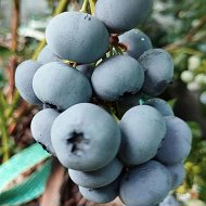 ГОЛУБИКА. Выращивание, продажа ягод и саженцев.