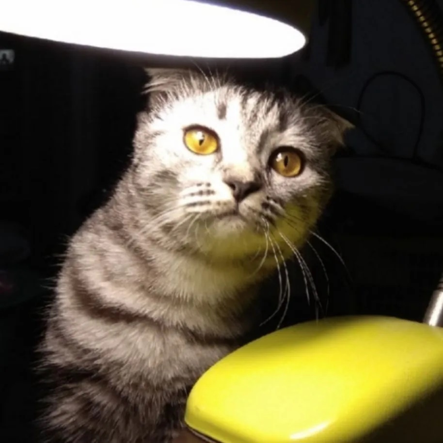 Нюша.  Кошачий клуб