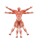 Dr. Muscle AI