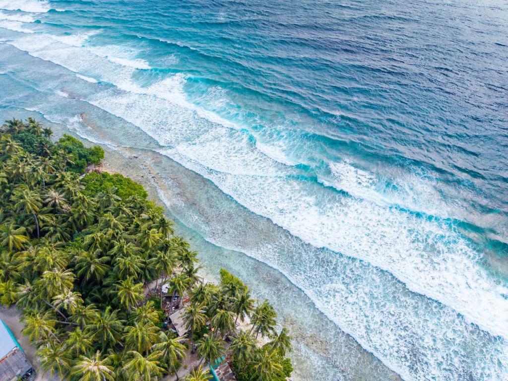 Pavona Maldives. Фото 3