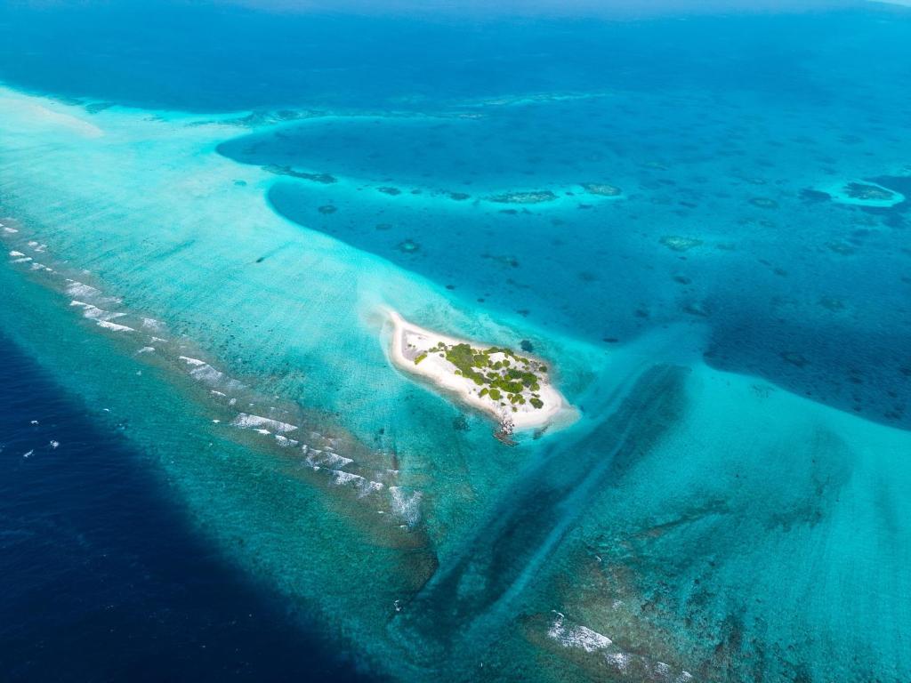 Pavona Maldives. Фото 2