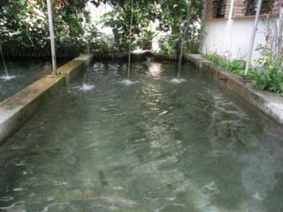 Taray Botanico. Фото 1