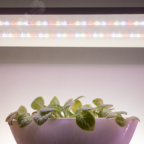 Лента светодиодная для растений полного спектра 5м IP65 с адаптером 12В FITO-Strip Light-Rа90-300LED-5m-12V-IP65