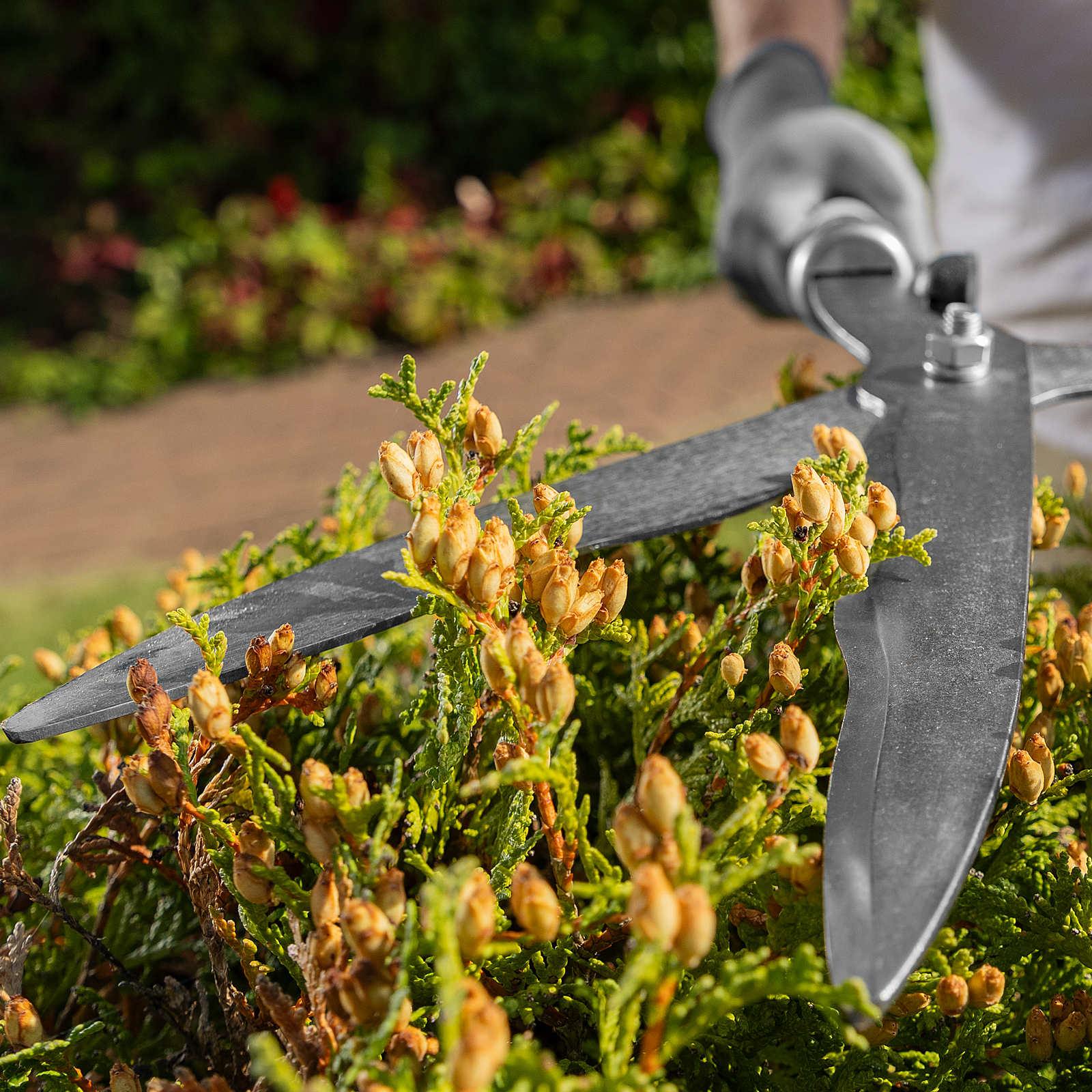 Кусторез, 650 мм, волнистые лезвия, деревянные рукоятки, Горизонт,