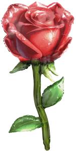38" Роза, красная / Китай 26227