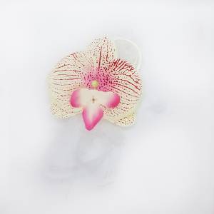 Бутоньерка на руку Роза и орхидея