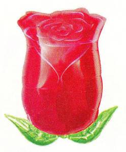 Роза чайная