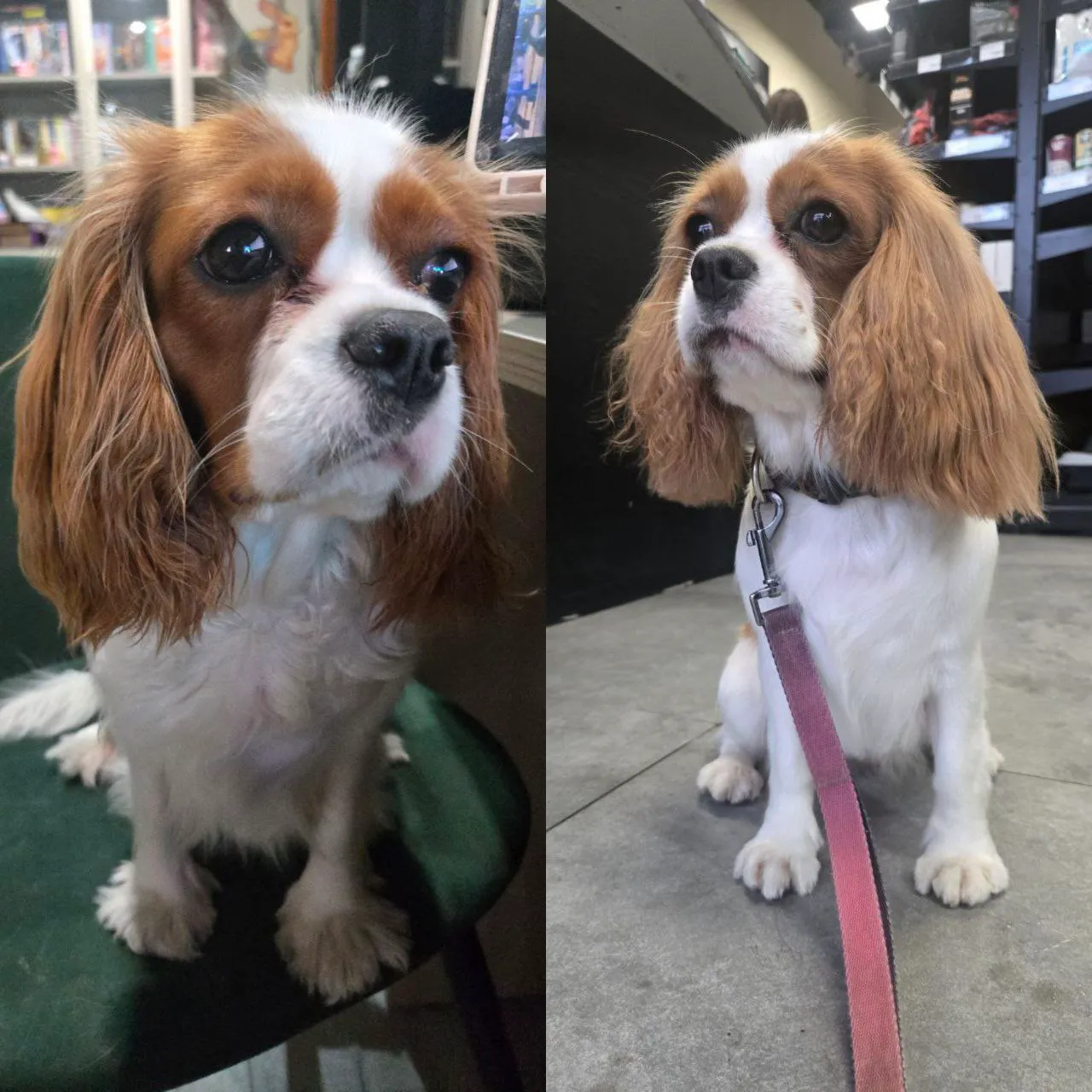 Как я, Нейтири, из заросшего гремлина превратилась в настоящую леди? Мамина миссия в «ВетВселенная»!