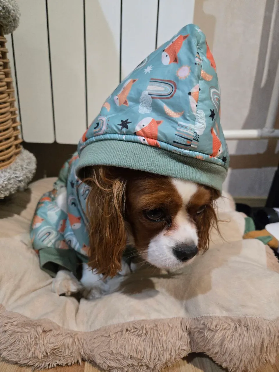 Как уговорить своего питомца пойти гулять 