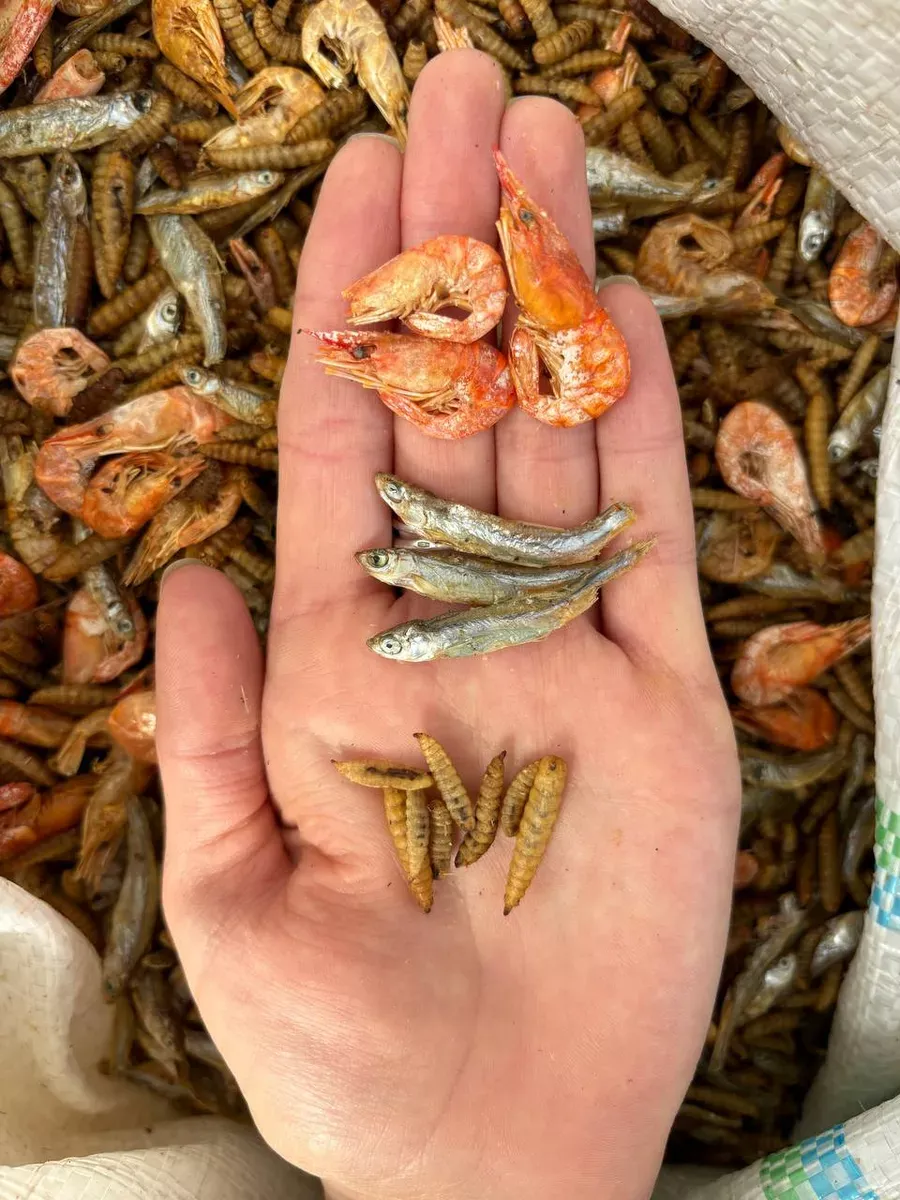 Миниатюра 2